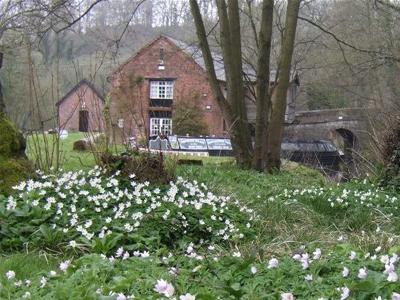 Wood Anemonies