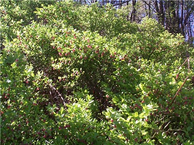 Blaeberries