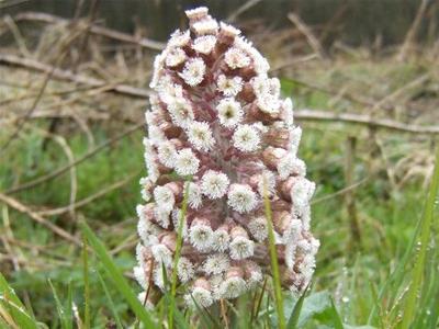 Butterbur