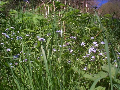 Forget-me-nots