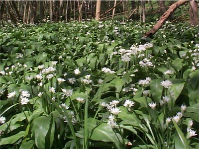 Wild Garlic