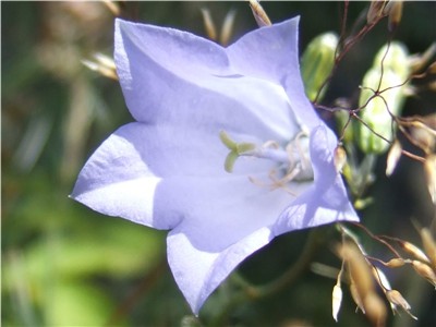 Harebell