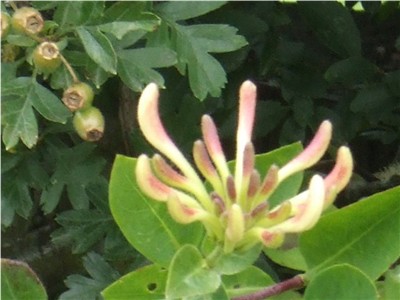 Honeysuckle