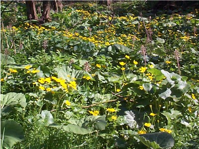 Marsh Marigolds