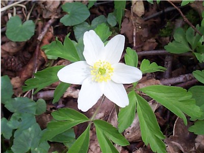 Wood Anemonies